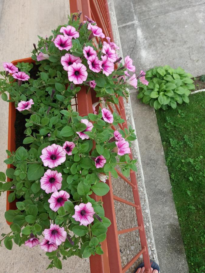 Apartments Mirkovic سيتينيي المظهر الخارجي الصورة